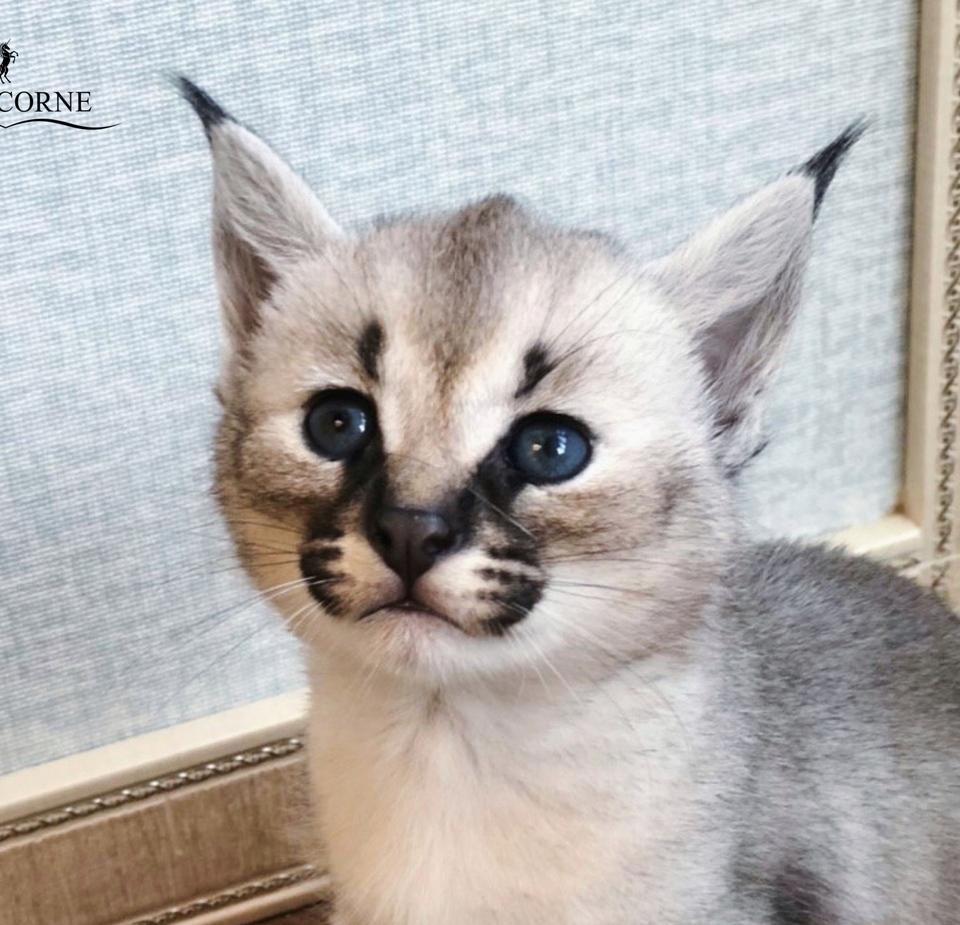 Домашний Сервал<br>