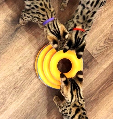 Домашний Сервал<br>